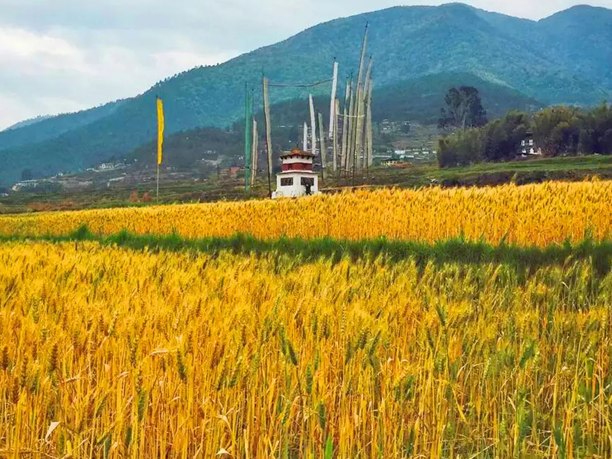 Farm Land
