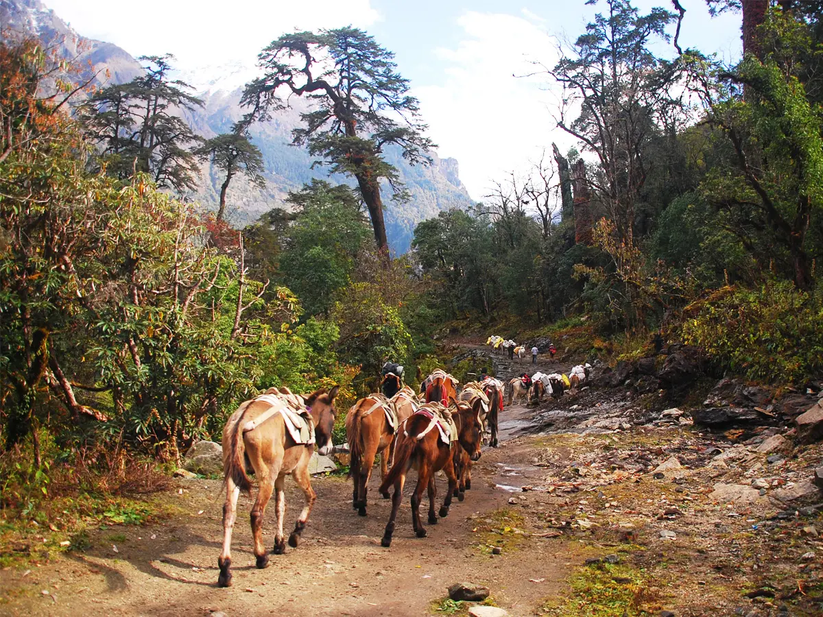 horses on the trail