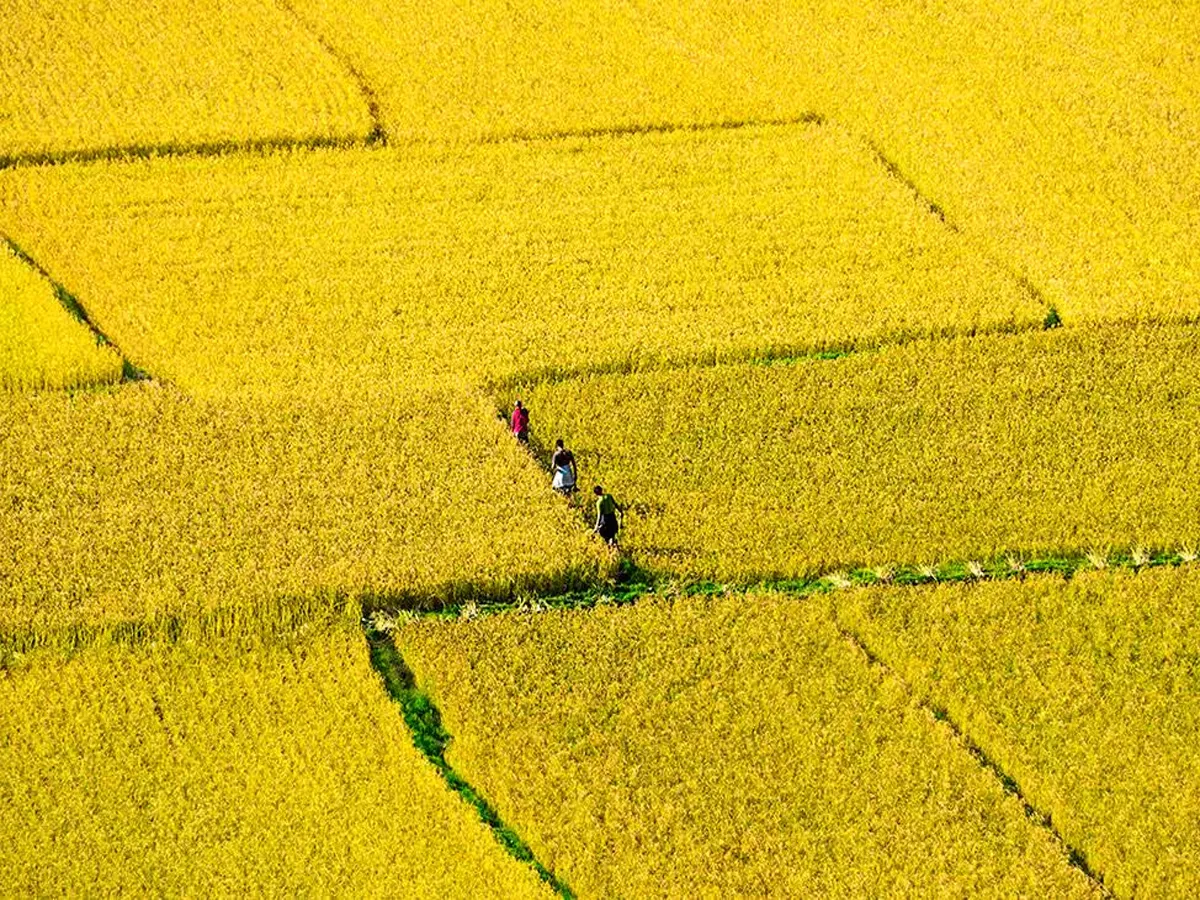 rice field