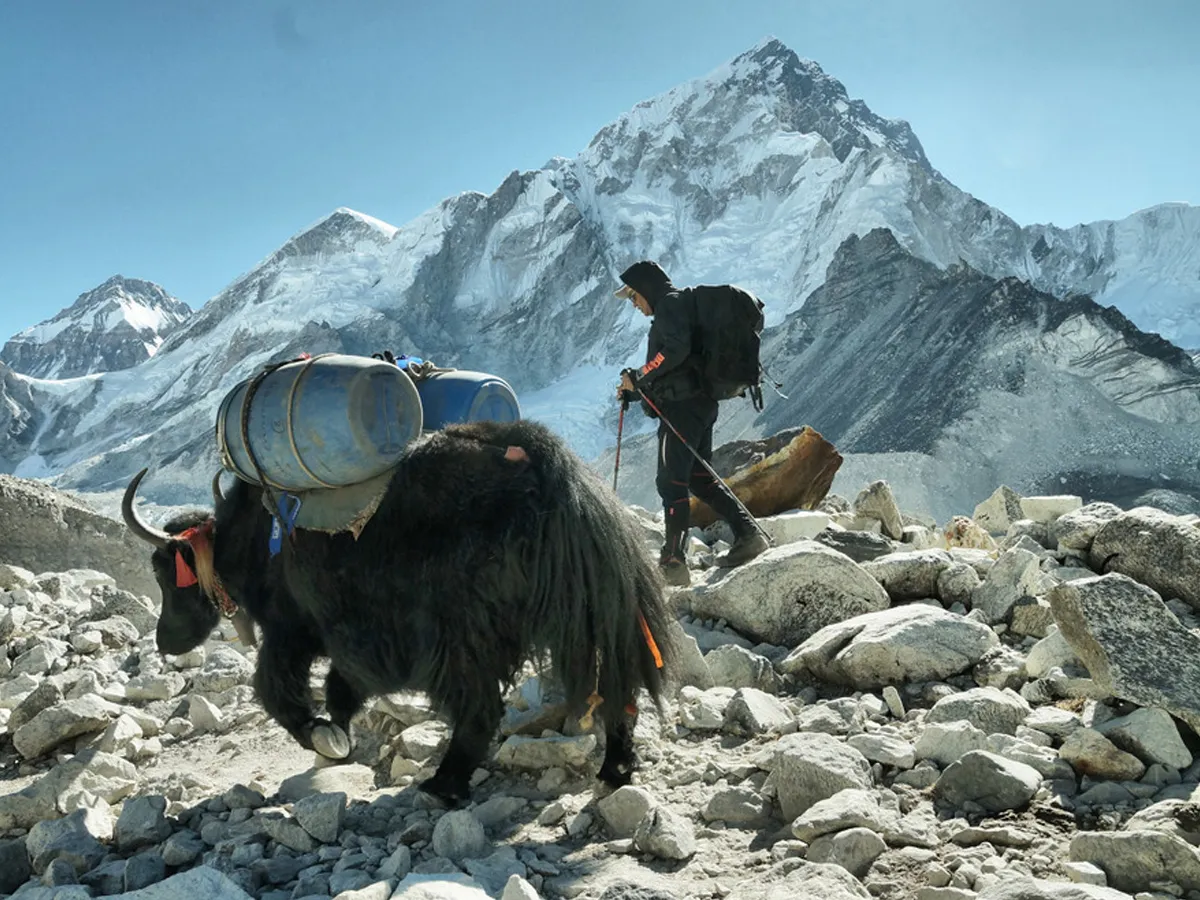 yaks in everest