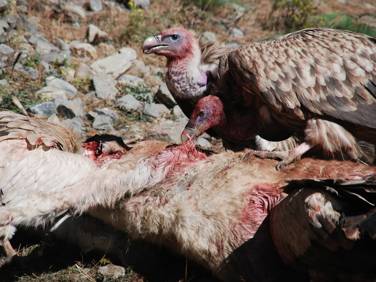 vulture feeding