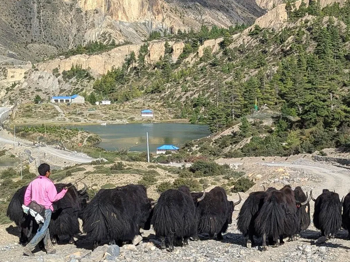 yaks in muktinath